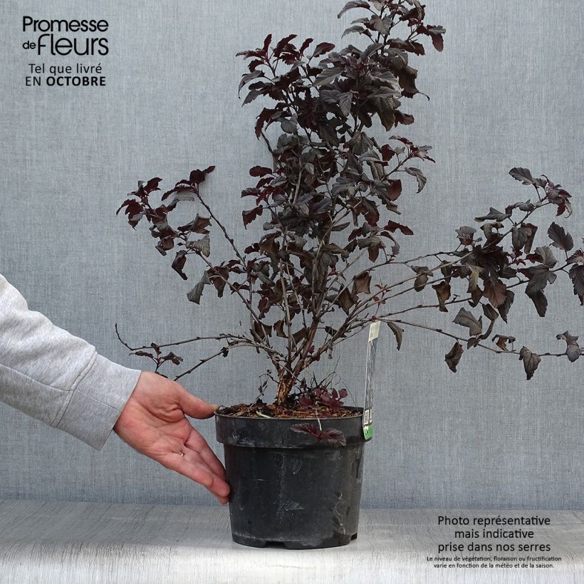 Esemplare di Physocarpus opulifolius All Black Vaso da 3L/4L come consegnato in autunno