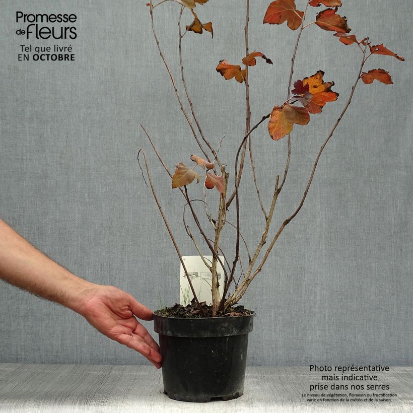 Esemplare di Physocarpus opulifolius Amber Jubilee Vaso da 3L/4L come consegnato in autunno