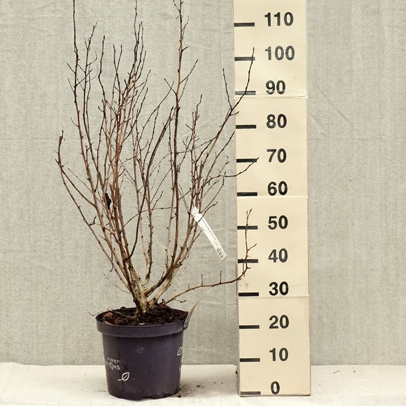 Esemplare di Physocarpus opulifolius Amber Jubilee Vaso da 7,5L/10L come consegnato in autunno