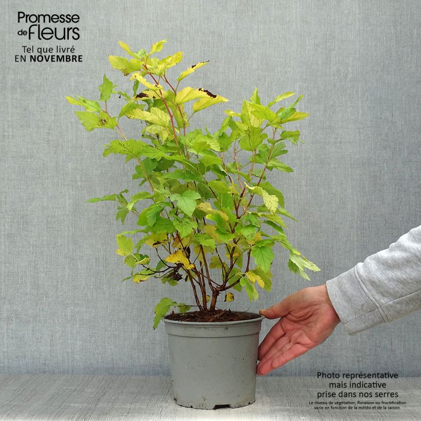 Esemplare di Physocarpus opulifolius Angel Gold Vaso da 3L/4L come consegnato in autunno