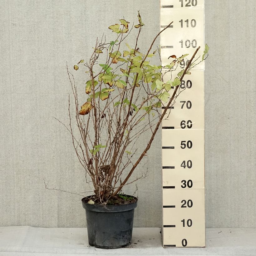 Esemplare di Physocarpus opulifolius Angel Gold Vaso da 7,5L/10L come consegnato in autunno