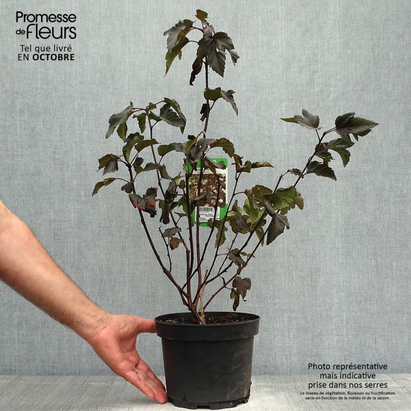 Esemplare di Physocarpus opulifolius Diabolo Vaso da 3L/4L come consegnato in autunno
