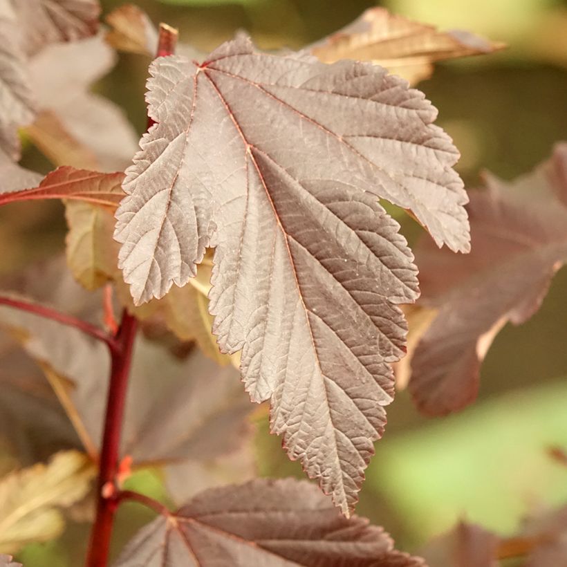 Physocarpus opulifolius Diabolo (Fogliame)