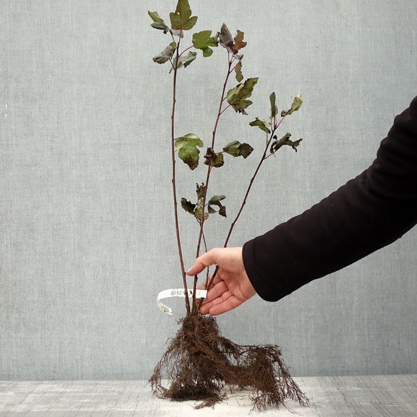 Physocarpus opulifolius Diabolo Piante piccole a radice nuda esemplare consegnato in inverno