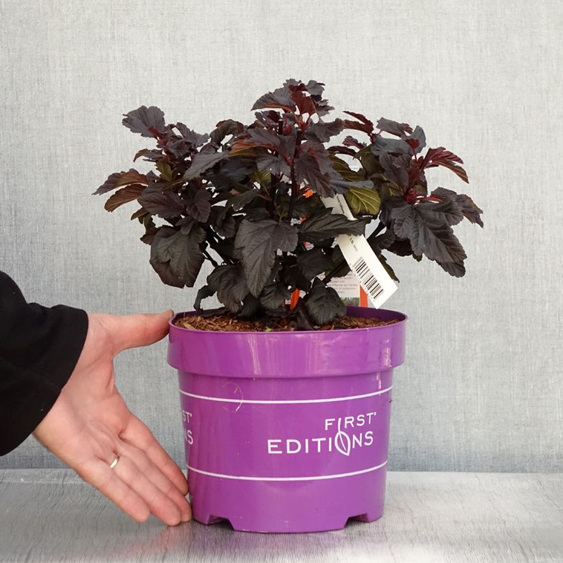 Esemplare di Physocarpus opulifolius Fireside Vaso da 3L/4L come consegnato in autunno