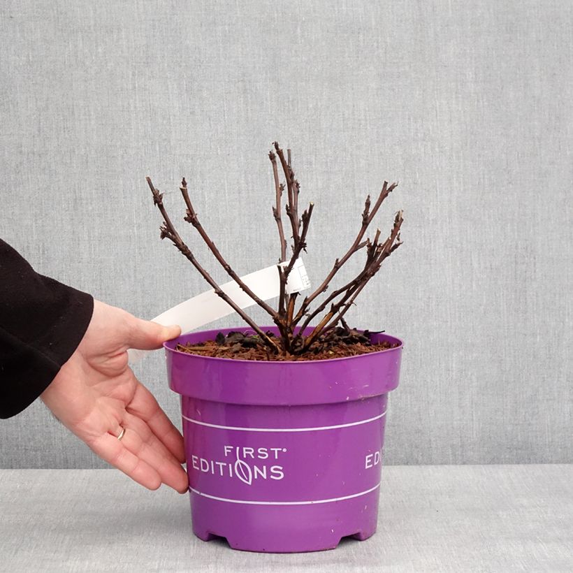 Physocarpus opulifolius Fireside Vaso da 3L/4L esemplare consegnato in inverno