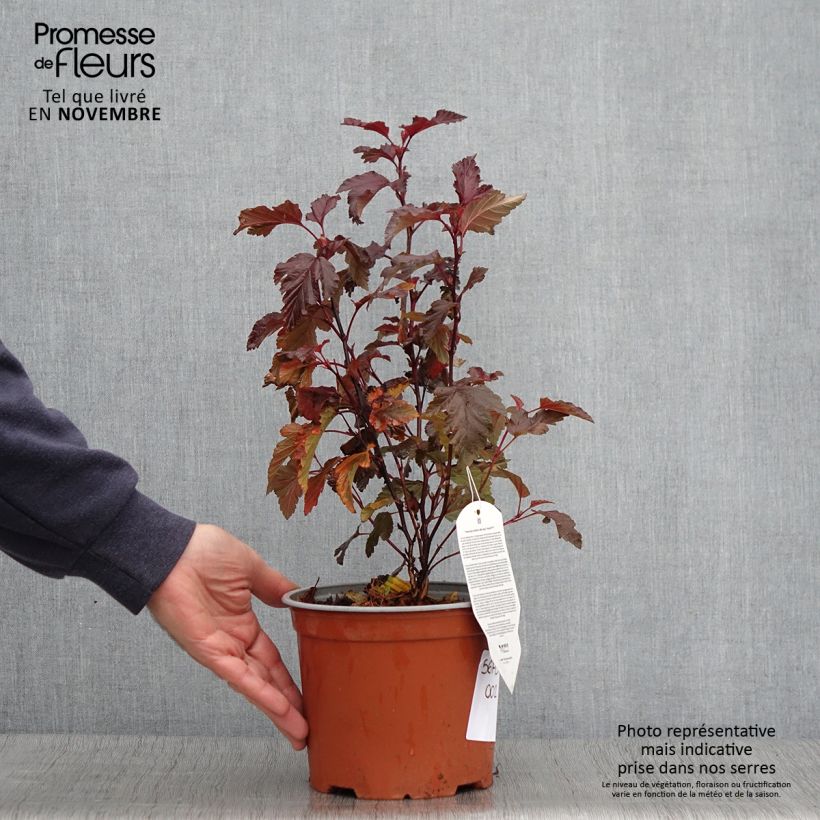 Esemplare di Physocarpus opulifolius Little Angel Vaso da 2L/3L come consegnato in autunno