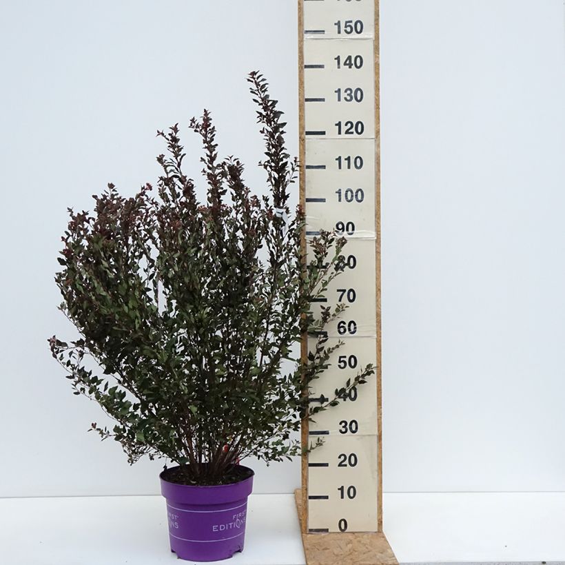 Esemplare di Physocarpus opulifolius Little Devil Vaso da 7,5L/10L come consegnato in autunno