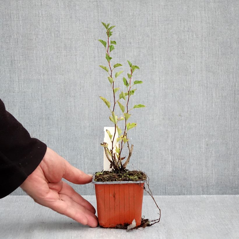 Esemplare di Physocarpus opulifolius Little Greeny Vasetto da 8/9 cm come consegnato in autunno