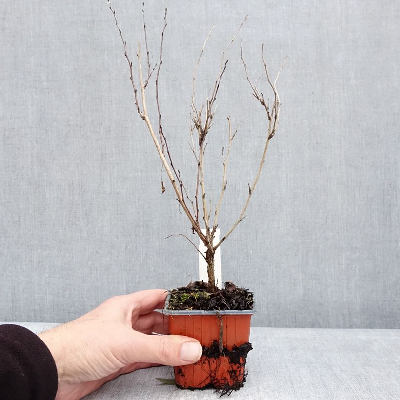 Physocarpus opulifolius Little Greeny Vasetto da 8/9 cm esemplare consegnato in inverno