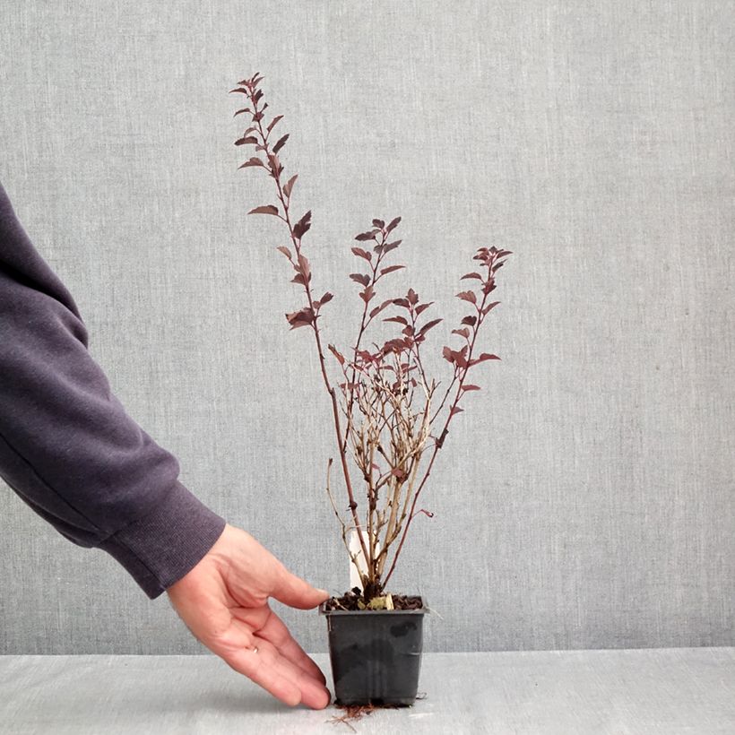 Esemplare di Physocarpus opulifolius Little Joker Vasetto da 8/9 cm come consegnato in autunno