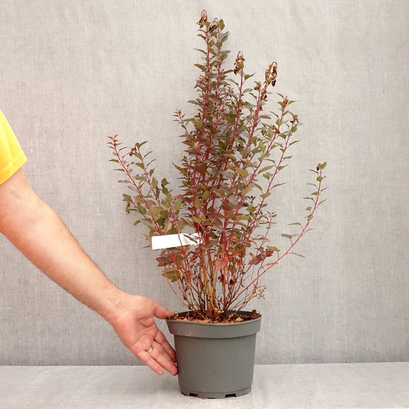 Esemplare di Physocarpus opulifolius Little Joker Vaso da 2L/3L consegnato in estate