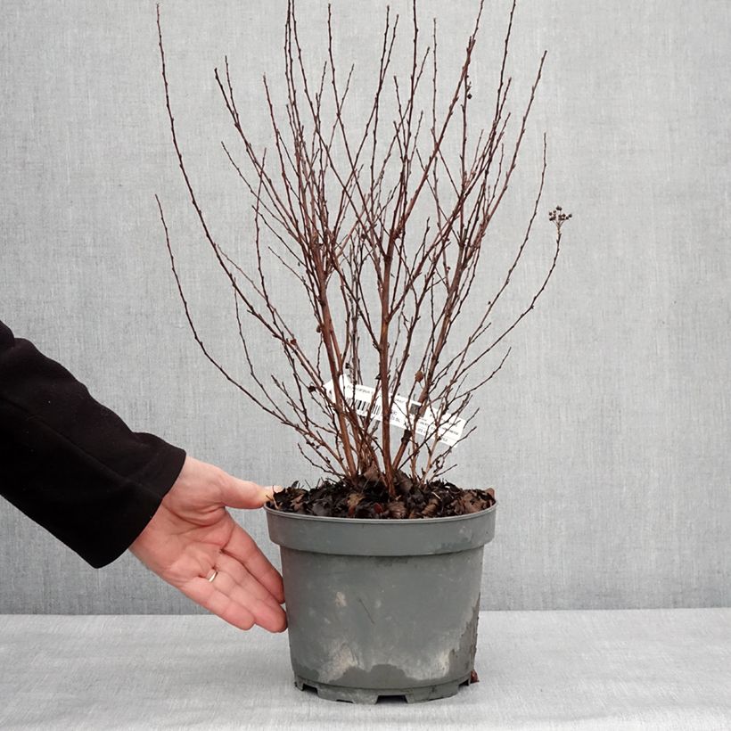 Physocarpus opulifolius Little Joker Vaso da 2L/3L esemplare consegnato in inverno