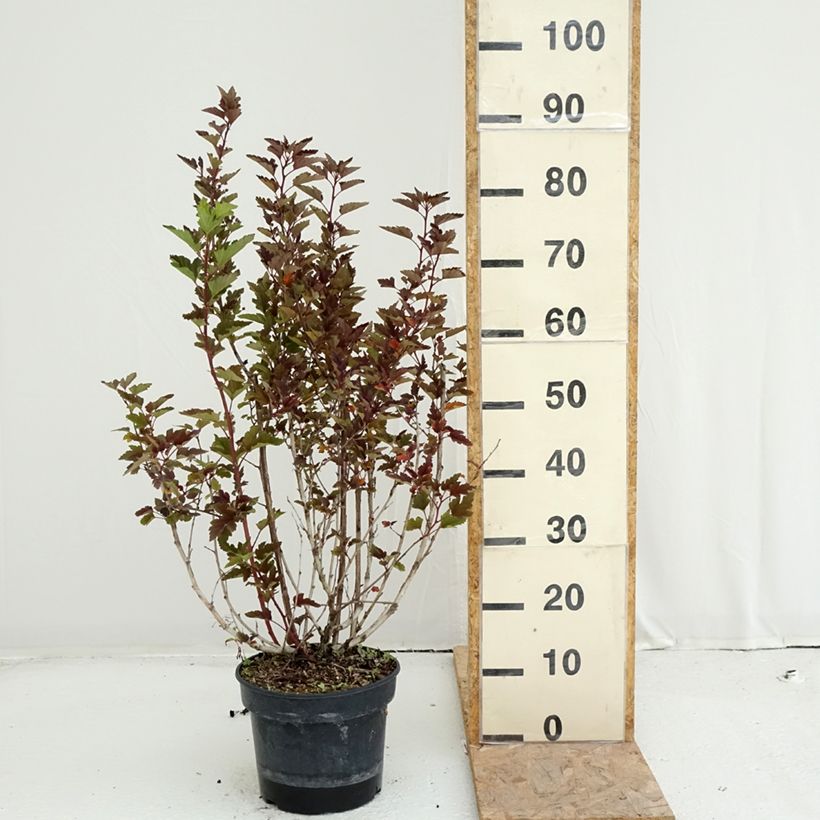 Esemplare di Physocarpus opulifolius Little Leena Vaso da 4L/5L consegnato in estate