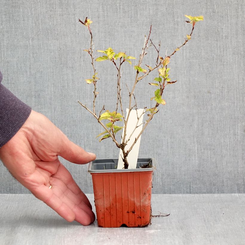 Esemplare di Physocarpus opulifolius Lucky Devil Vasetto da 8/9 cm come consegnato in autunno