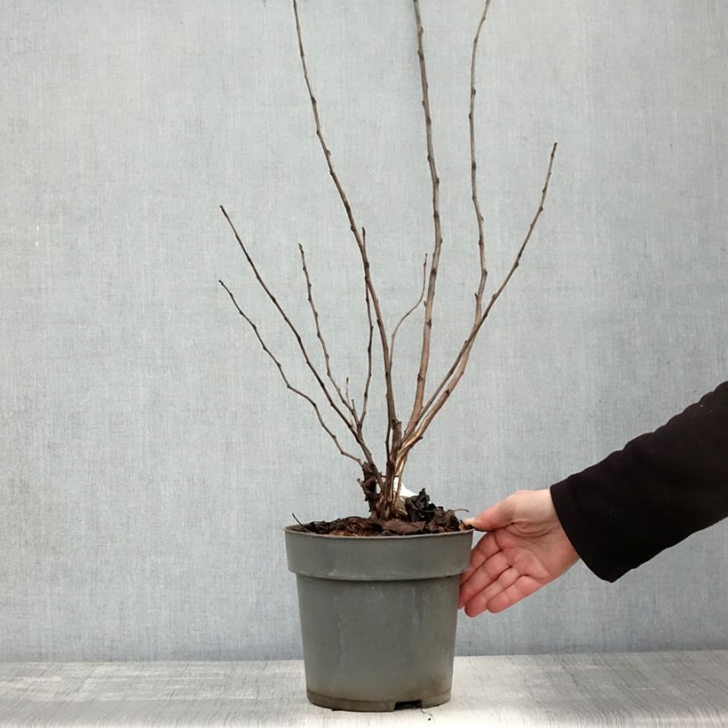 Esemplare di Physocarpus opulifolius Magic Ball Vaso da 3L/4L come consegnato in autunno