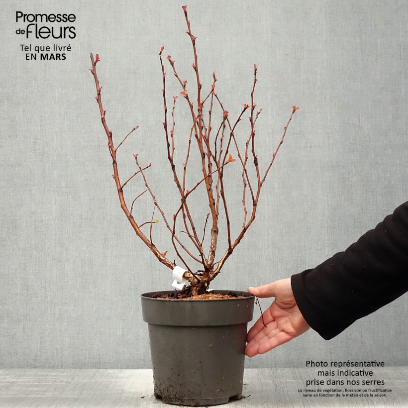 Physocarpus opulifolius Magic Ball Vaso da 3L/4L esemplare consegnato in primavera