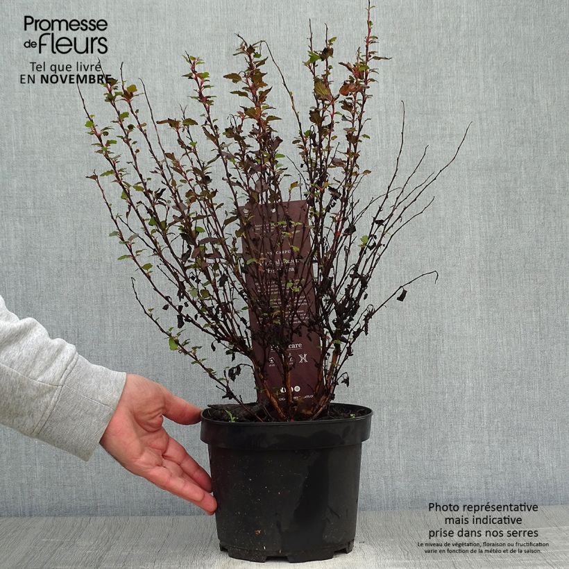 Esemplare di Physocarpus opulifolius Magic Sweet Cherry Tea Vaso da 3L/4L come consegnato in autunno