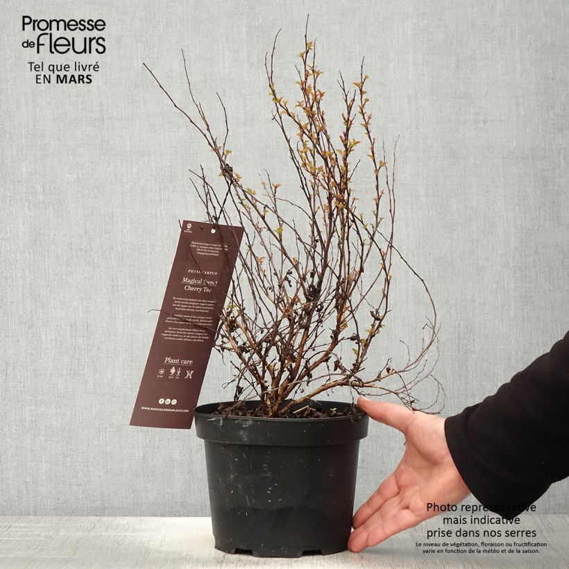 Physocarpus opulifolius Magic Sweet Cherry Tea Vaso da 3L/4L esemplare consegnato in primavera