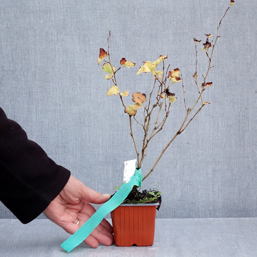 Esemplare di Physocarpus opulifolius Nugget Vasetto da 8/9 cm come consegnato in autunno