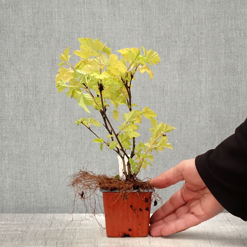 Physocarpus opulifolius Nugget Vasetto da 8/9 cm esemplare consegnato in primavera
