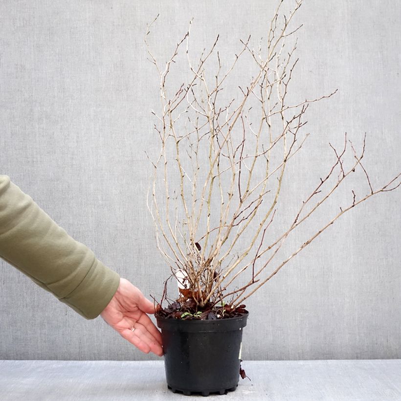 Physocarpus opulifolius Nugget Vaso da 3L/4L esemplare consegnato in inverno