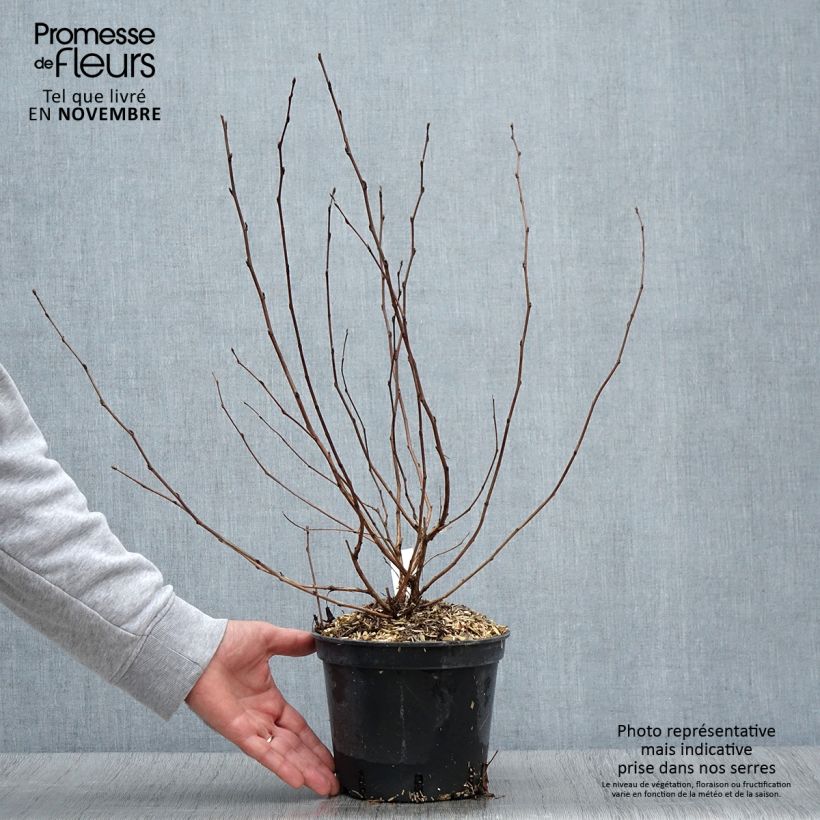 Esemplare di Physocarpus opulifolius Nugget Vaso da 3L/4L come consegnato in autunno