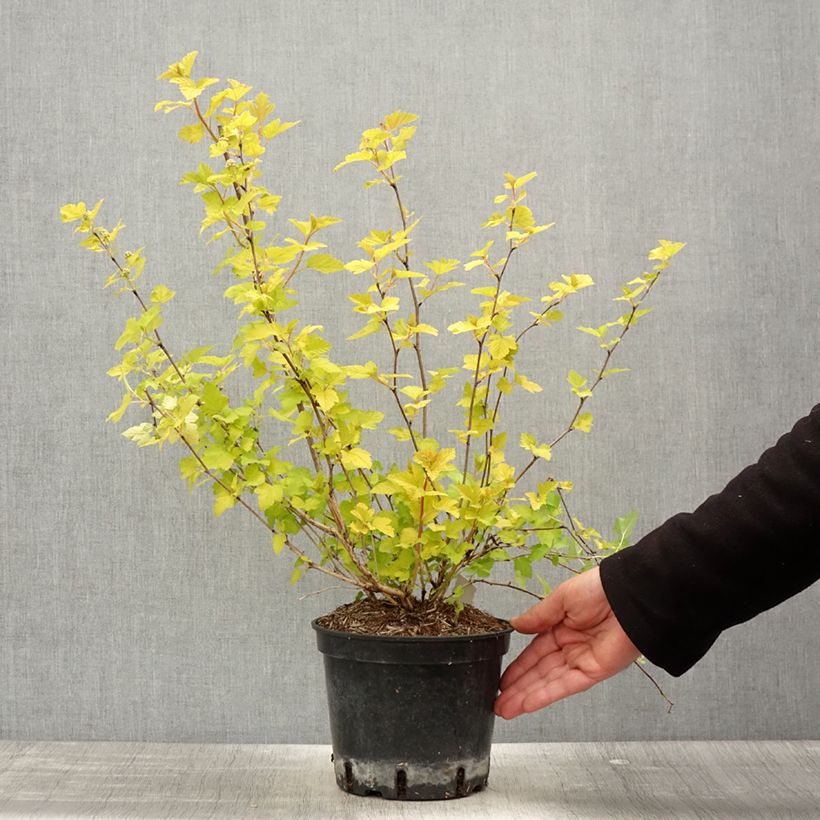 Physocarpus opulifolius Nugget Vaso da 3L/4L esemplare consegnato in primavera