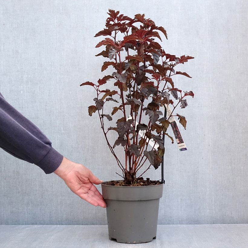 Esemplare di Physocarpus opulifolius Panther Vaso da 4L/5L come consegnato in autunno