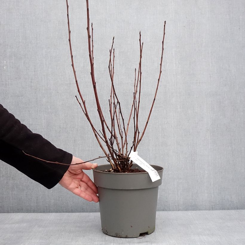 Physocarpus opulifolius Panther Vaso da 4L/5L esemplare consegnato in inverno