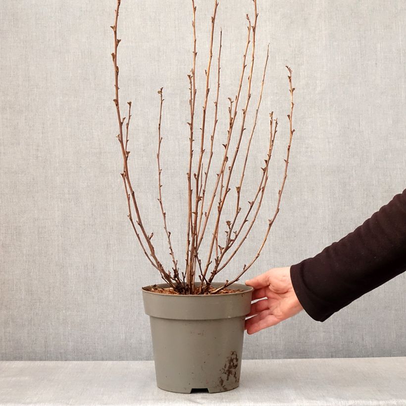 Physocarpus opulifolius Panther Vaso da 4L/5L esemplare consegnato in primavera