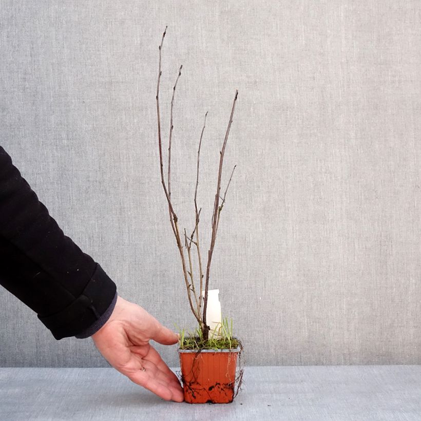 Physocarpus opulifolius Red Baron Vasetto da 8/9 cm esemplare consegnato in inverno