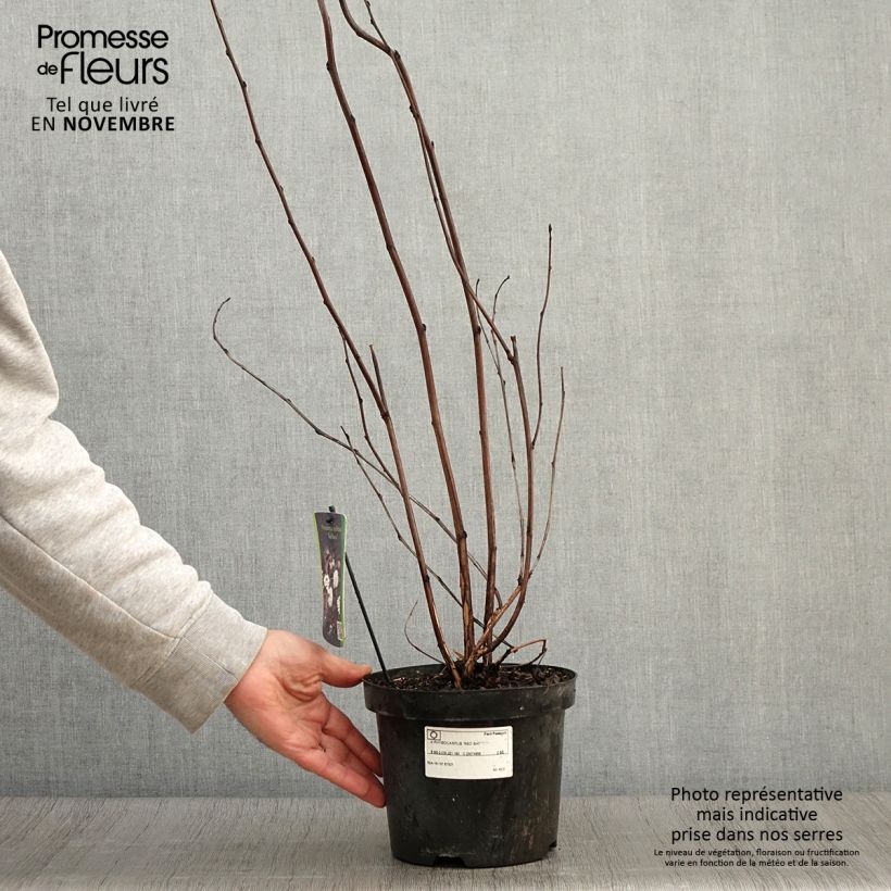 Esemplare di Physocarpus opulifolius Red Baron Vaso da 2L/3L come consegnato in autunno