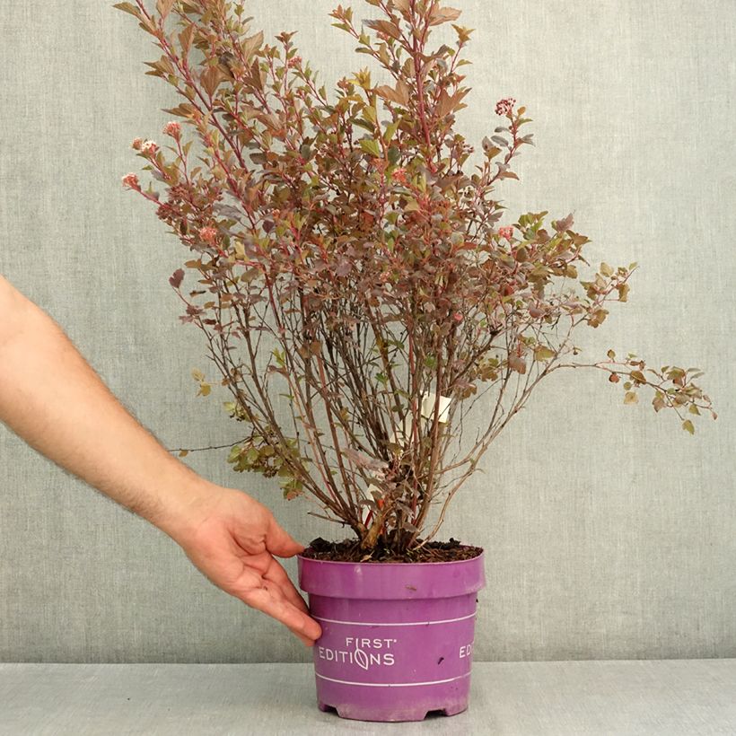 Esemplare di Physocarpus opulifolius Spicy Devil Vaso da 3L/4L consegnato in estate