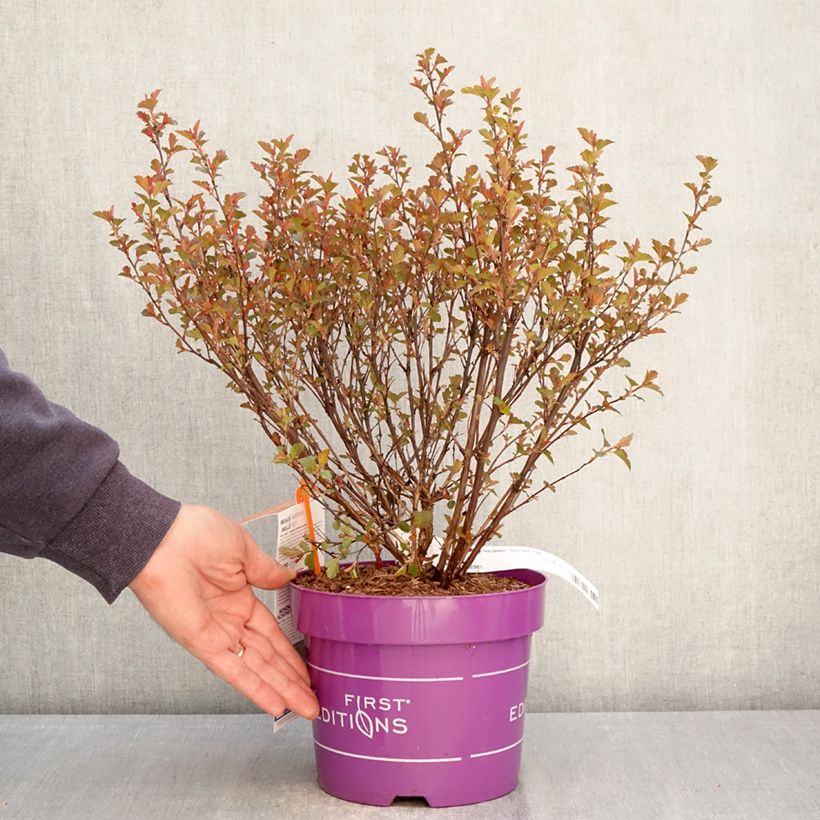 Physocarpus opulifolius Spicy Devil Vaso da 3L/4L esemplare consegnato in primavera