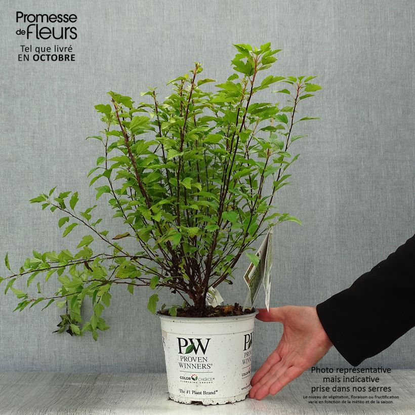 Esemplare di Physocarpus opulifolius Tiny Wine Gold Vaso da 2L/3L come consegnato in autunno