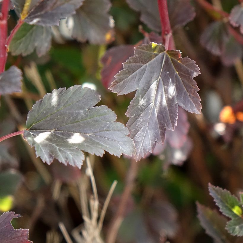 Physocarpus opulifolius Tiny Wine (Fogliame)
