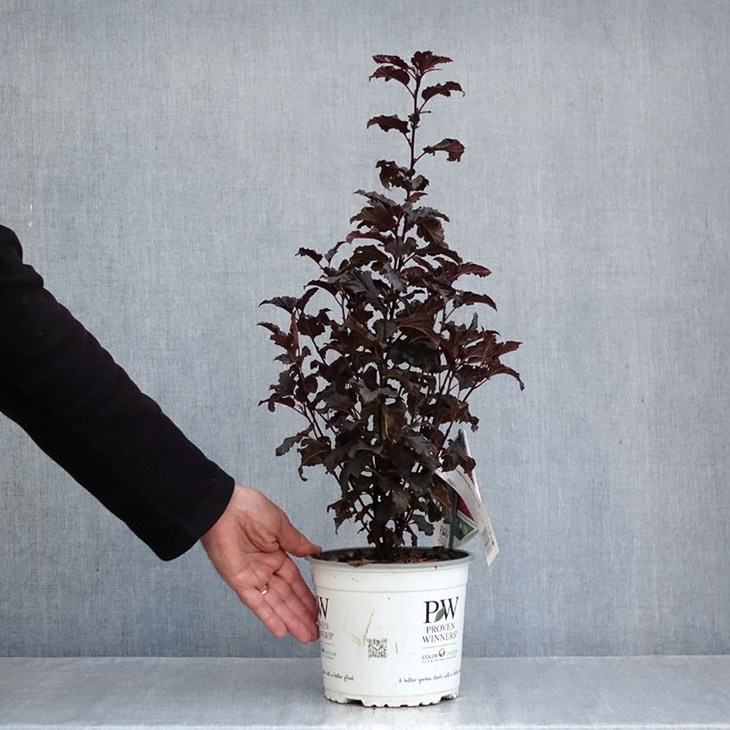 Esemplare di Physocarpus opulifolius Tiny Wine Vaso da 3L/4L come consegnato in autunno