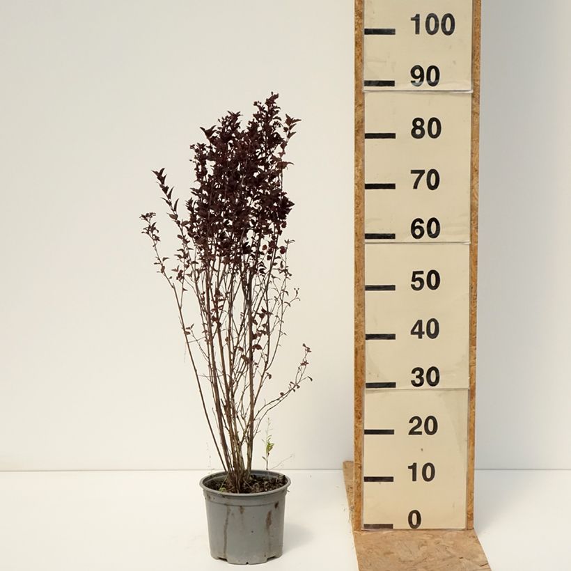 Esemplare di Physocarpus opulifolius Tiny Wine Vaso da 3L/4L consegnato in estate