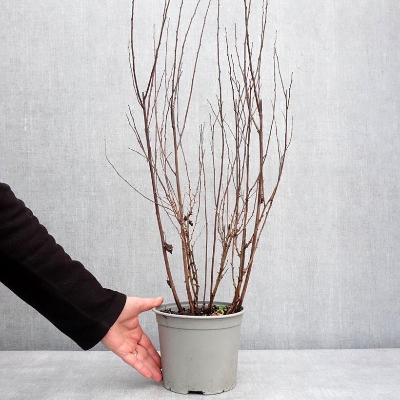 Physocarpus opulifolius Tiny Wine Vaso da 3L/4L esemplare consegnato in inverno