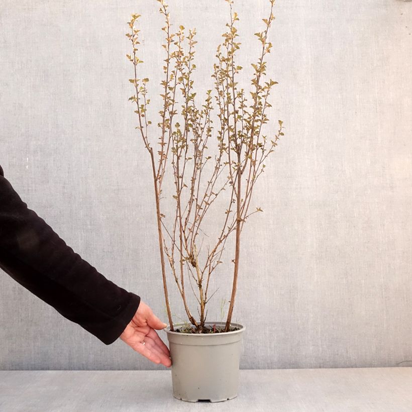Physocarpus opulifolius Tiny Wine Vaso da 3L/4L esemplare consegnato in primavera