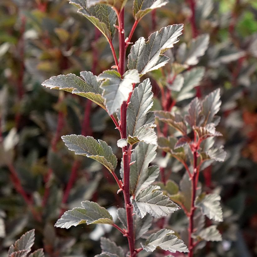 Physocarpus opulifolius Tiny Wine (Fogliame)