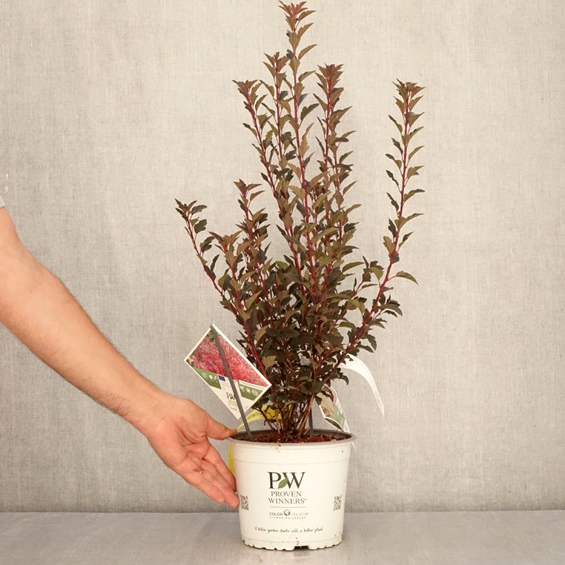 Esemplare di Physocarpus opulifolius Tiny Wine Vaso da 3L/4L consegnato in estate