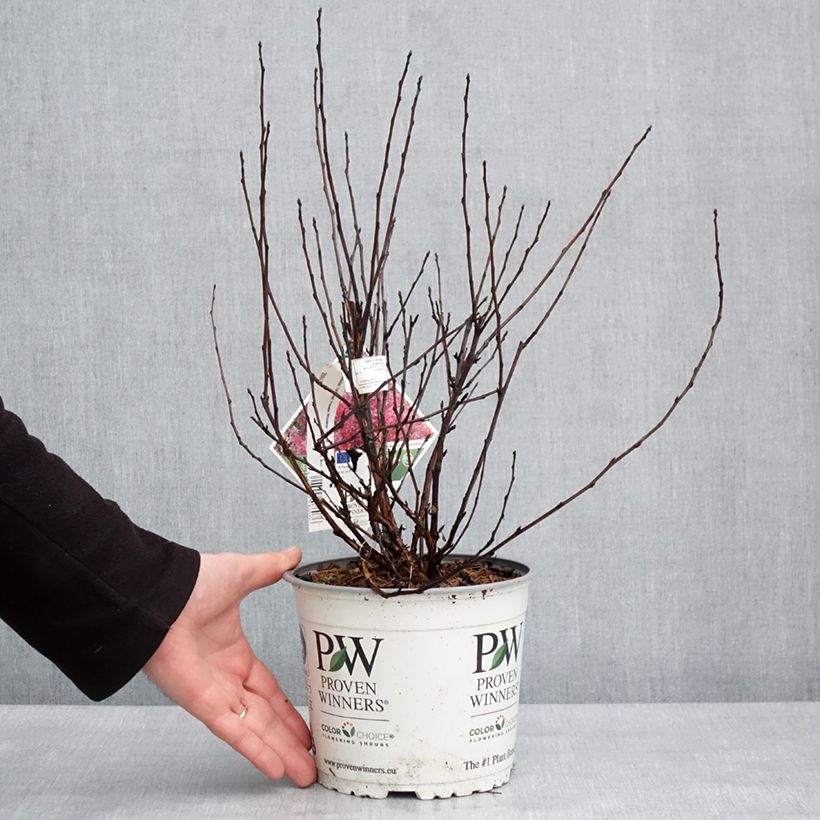 Physocarpus opulifolius Tiny Wine Vaso da 3L/4L esemplare consegnato in inverno