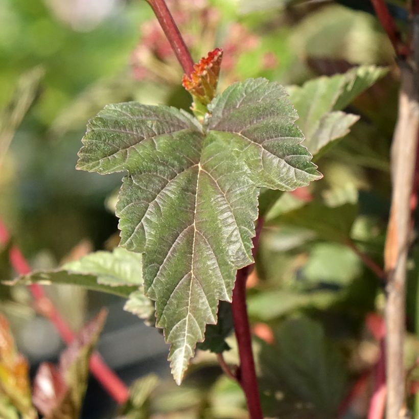 Physocarpus opulifolius Zdechovice (Fogliame)