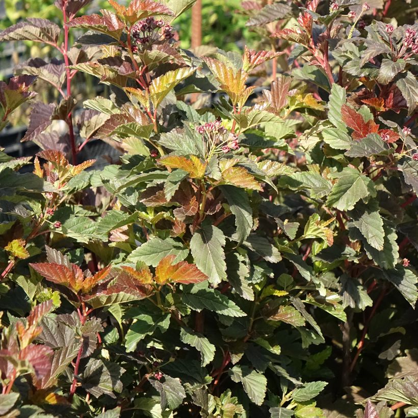 Physocarpus opulifolius Zdechovice (Porto)