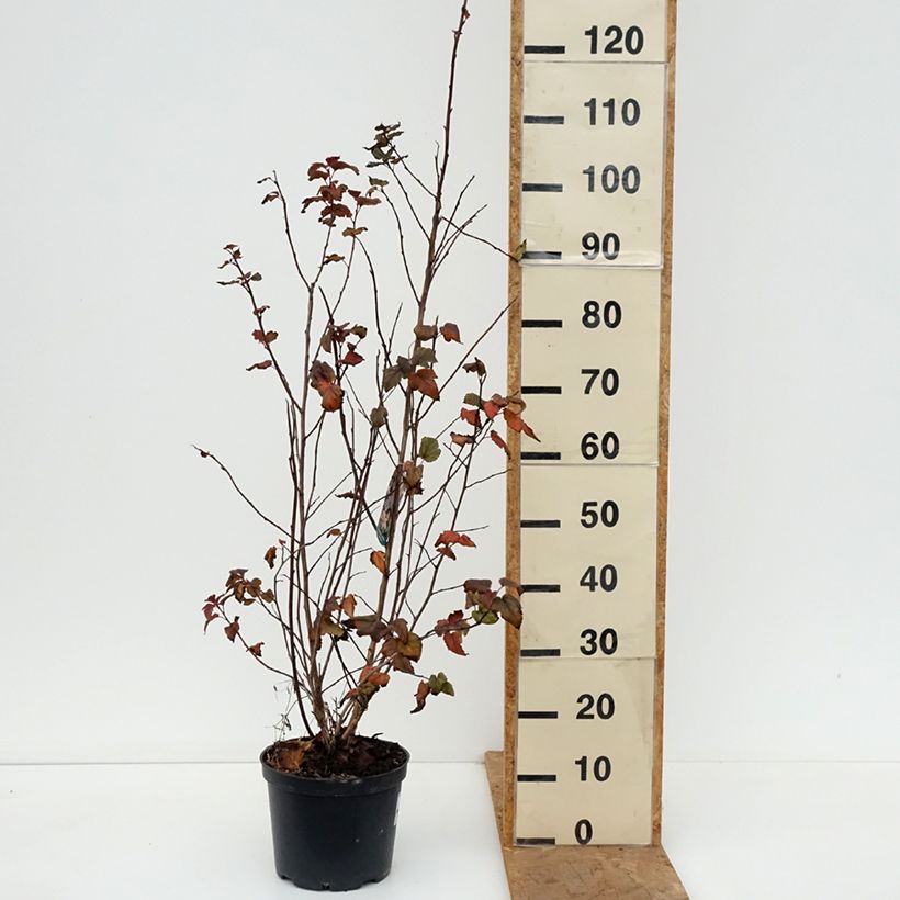 Esemplare di Physocarpus opulifolius Zdechovice Vaso da 3L/4L come consegnato in autunno