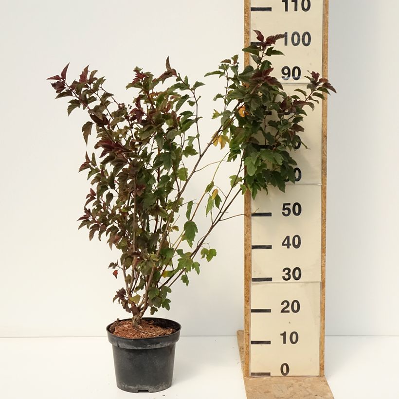 Esemplare di Physocarpus opulifolius Zdechovice Vaso da 3L/4L consegnato in estate