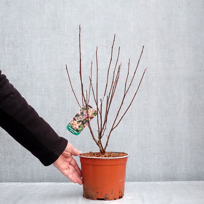 Physocarpus opulifolius Zdechovice Vaso da 3L/4L esemplare consegnato in inverno
