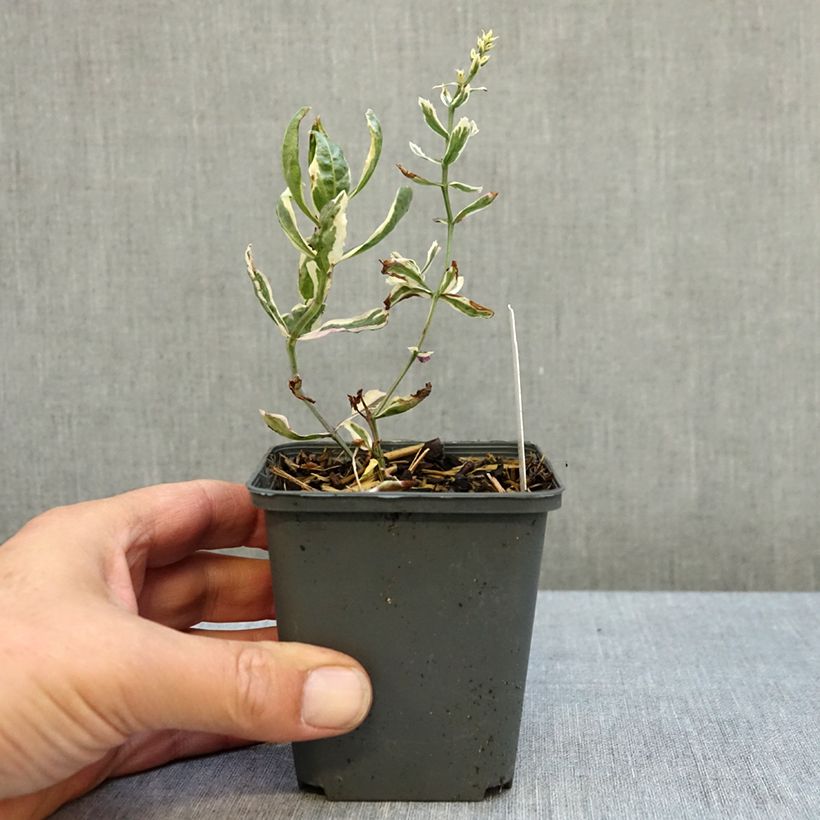 Esemplare di Physostegia virginiana Variegata Vasetto da 8/9 cm come consegnato in autunno